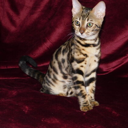 Pannonbengal Virgonc