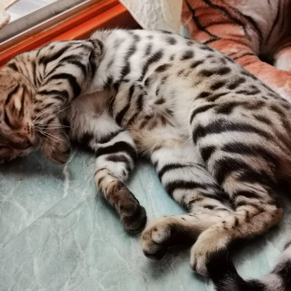 Fanni