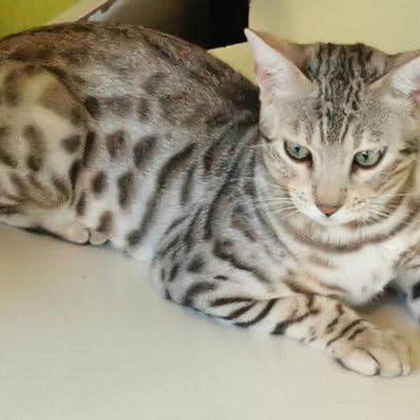 Pannonbengal Taksony