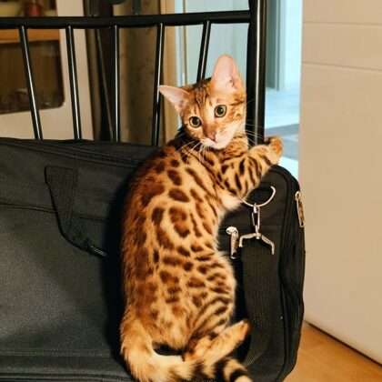 Pannnonbengal Bíbor