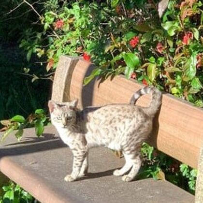 Pannonbengal Remény
