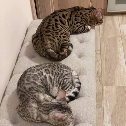 Pannonbengal Ágos éa Pannonbangal Csenge