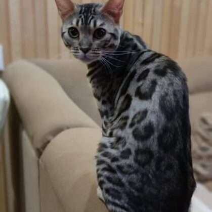  Pannonbengal Hargita