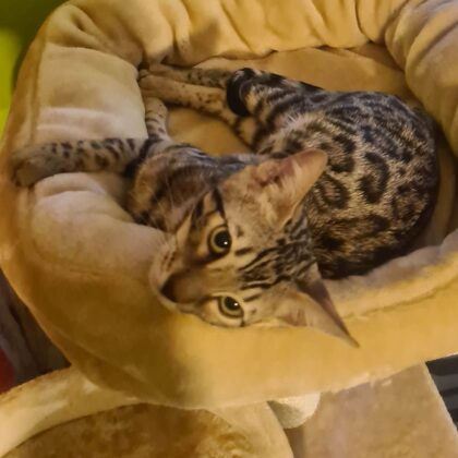 Pannonbengal Farkas