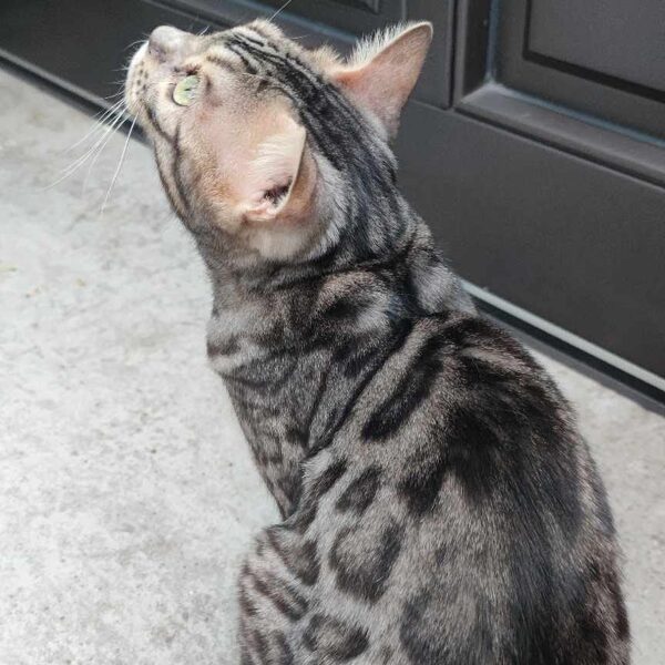 Pannonbengal Hargita