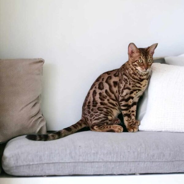 Pannonbengal Apor