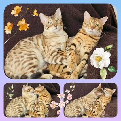 Pannonbengal Nimród és Pannonbengal Bíbor